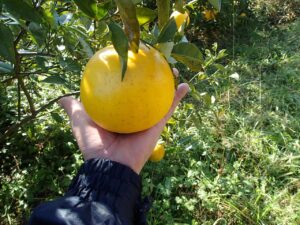 スタッフブログ 自然栽培のグレープフルーツ ナチュラル ハーモニー